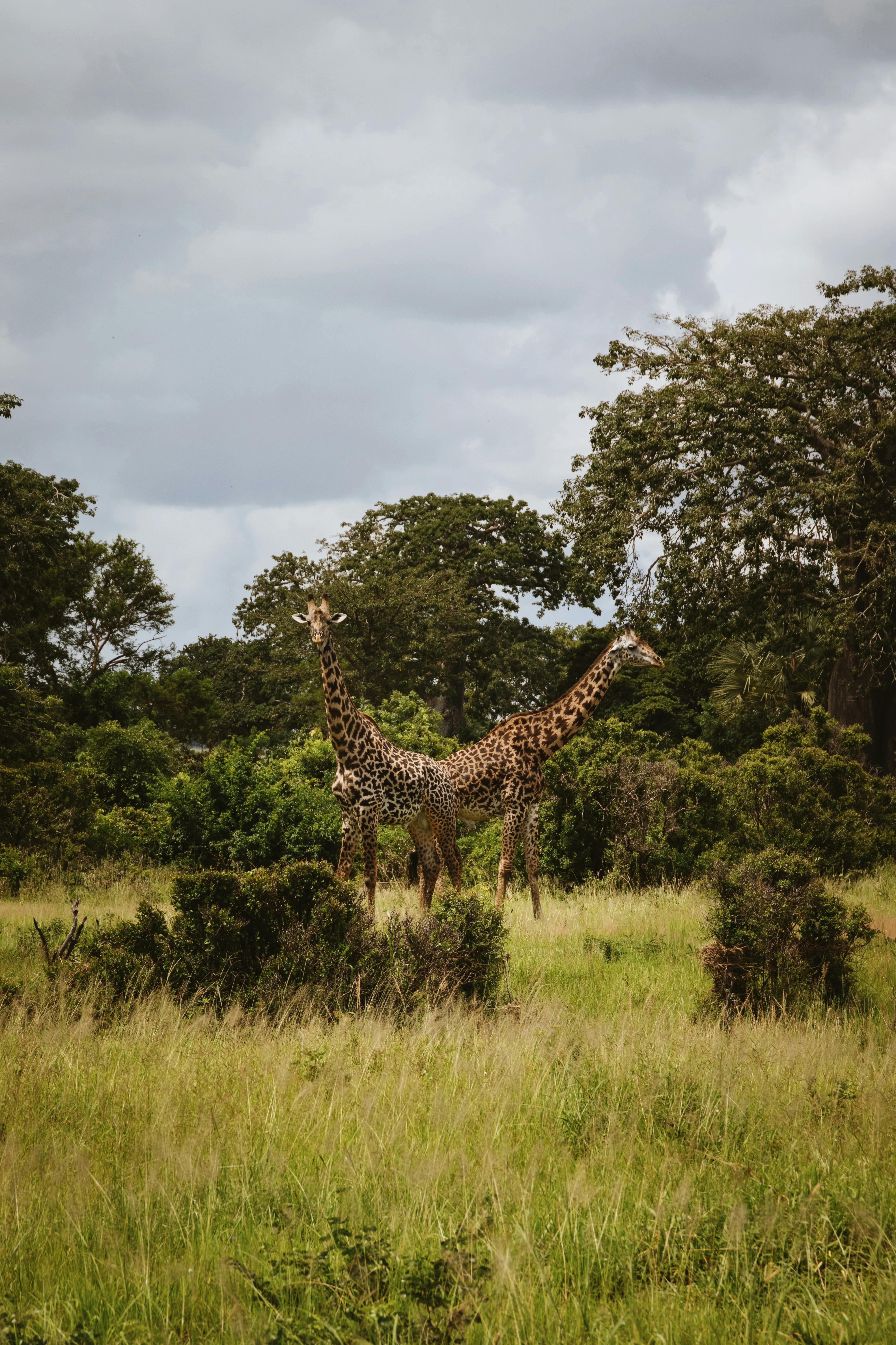Tanzania tourism